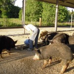 Free range berkshire pigs from Pasture Prime