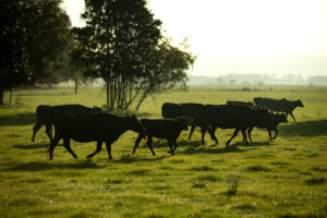 Grass-Fed Beef from Pasture Prime