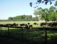 Pasture Prime Family Farm