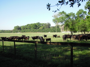 Pasture Prime Family Farm