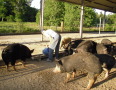 Free range berkshire pigs from Pasture Prime