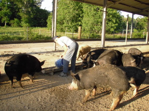 Free range berkshire pigs from Pasture Prime