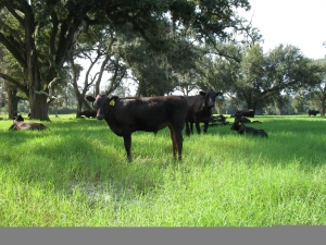 100% Grass-Fed Meats from Pasture Prime