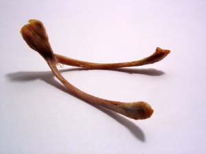 wishbone